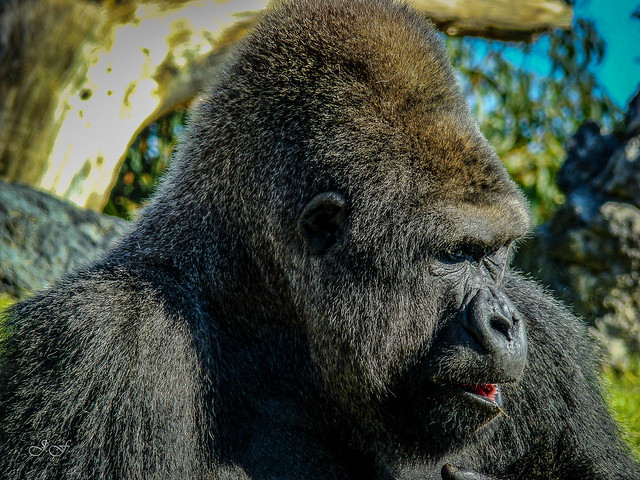 Gorilla gorilla gorilla (Gorila occidental de costa)
