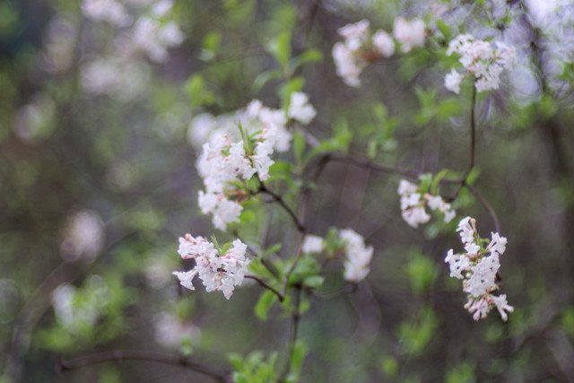 Freitagsbaumblütchen