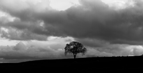 aberdeenshire potterton tree landscape monochrome blackandwhite sky scotland cloud canon canon6d eos