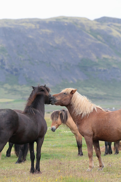 Icelandic Horse Play