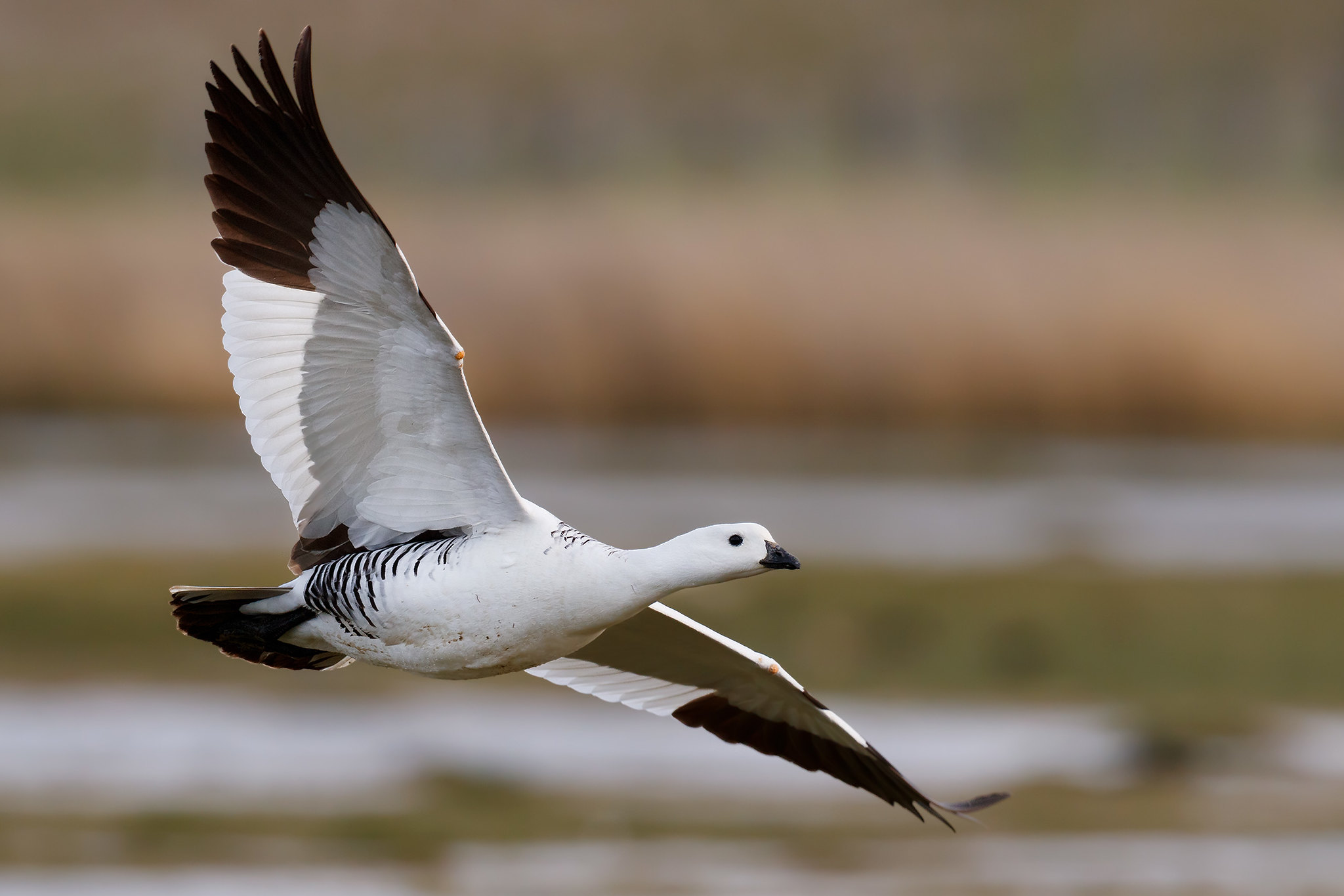 Chloephaga picta | Upland Goose | magellangås