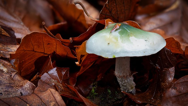 Der Pilz am Waldboden