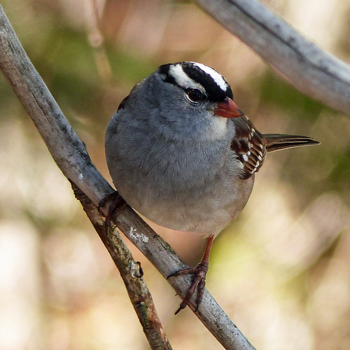 canada quebec tadoussac wildlife bird whitecrownedsparrow frontsideview adult perched tree branch