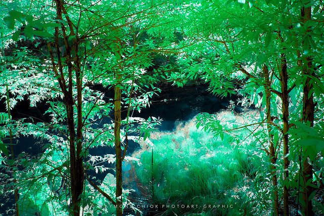 Bamboo Trees / 01988-E
