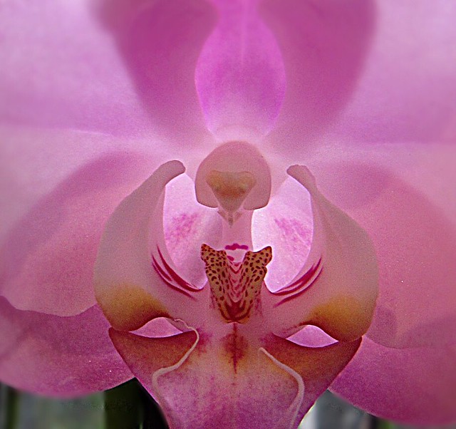 Chicago Botanic Garden Orchid Show 2019