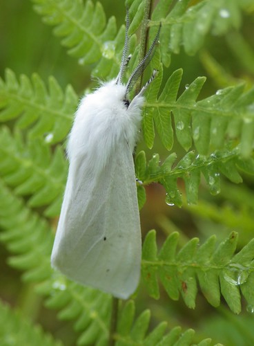 twelvemilerun f18woo35 cameroncountypennsylvania moth lep insect