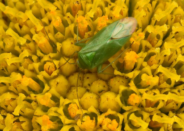 Lygocoris pabulinus ... Common Green Capsid