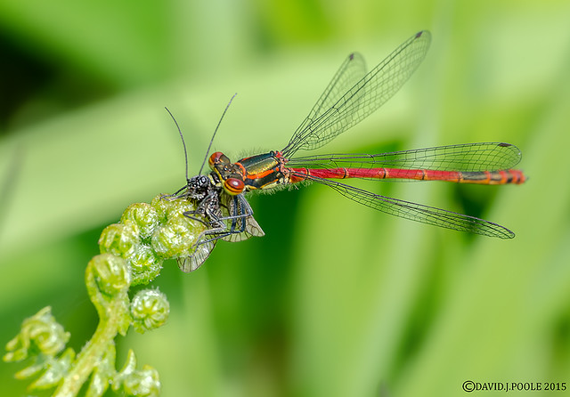 Large Red Damselfly with prey.