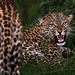 Image: Growl of the Leopardess
