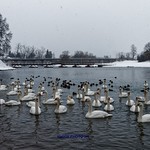 Snowing and swans