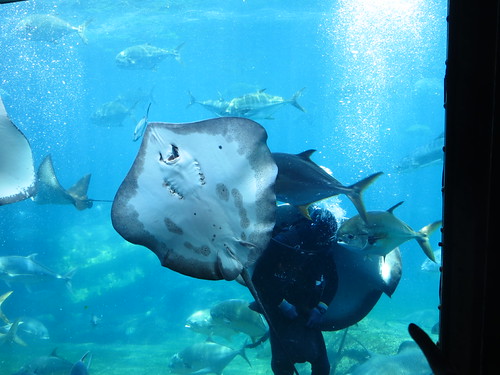 uShaka Marine World