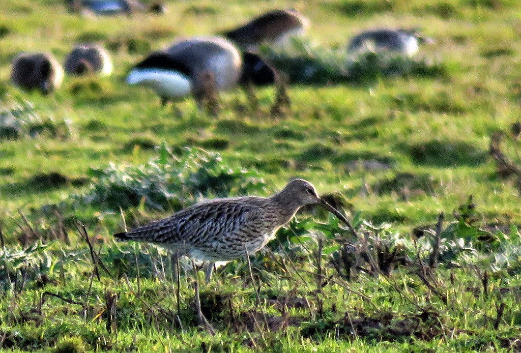 Curlew Rspb Curlew | RSPB Frampton Marsh | Mark Sargeant | Flickr