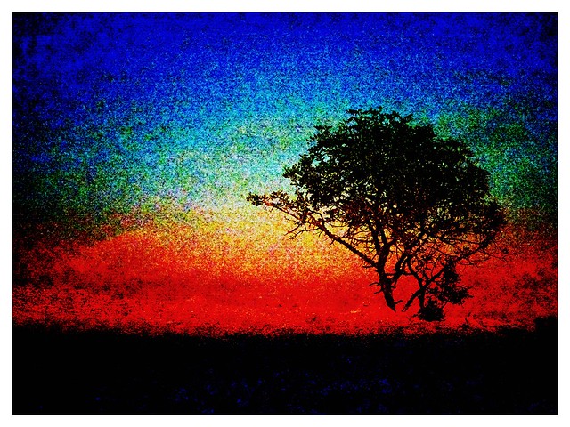 The African Tree