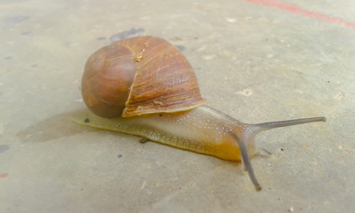 Snail jel | by sibusiso_kn