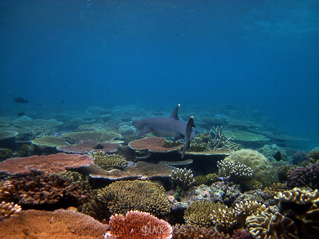 2011. Reef shark. Great Barrier Reef. Australia