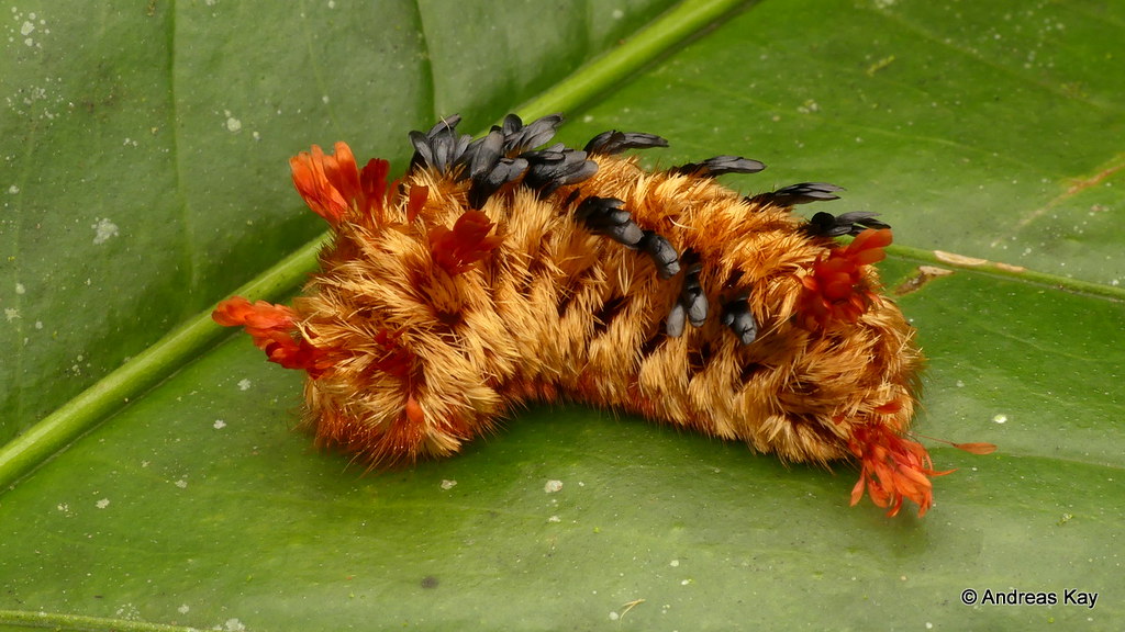 Shag-carpet caterpillar, Prothysana felderi