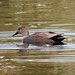 Flickr photo 'Male Gadwall. Anas strepera' by: gailhampshire.