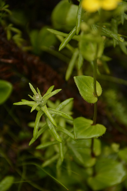 Saxifraga parnassifolia (3)
