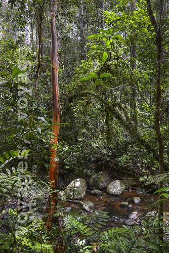 sarawak palungan kelabithighlands malaisie borneo bornéo forêt