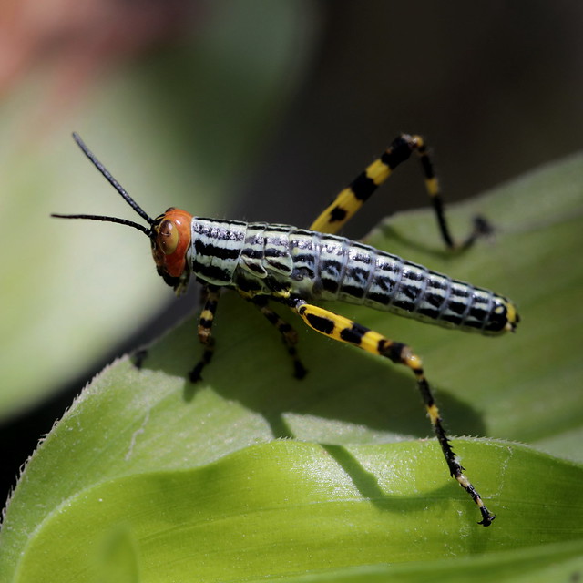 Orthoptera (Zoniopoda tarsata - ninfa)