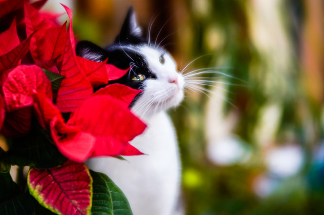 Lily and the Poinsettia