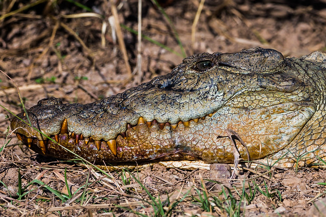 Snub Nosed Marsh Crocodile