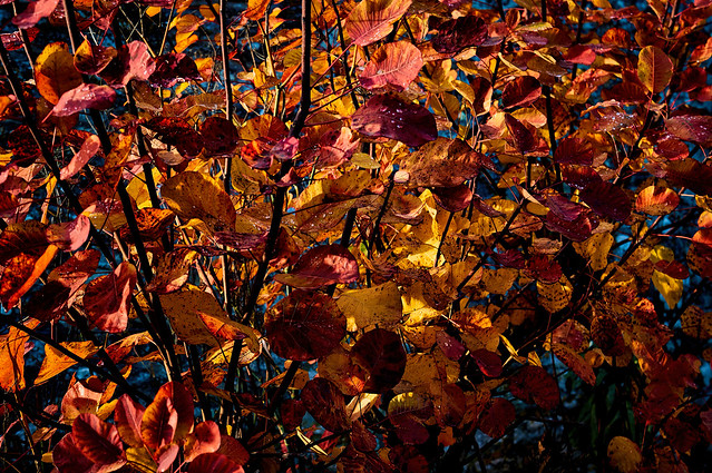 Autumn Colours 3