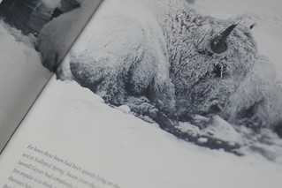 Buffalo from Tom Murphy's book "Silence and Solitude" | by Rachael | The Slow-Cooked Sentence