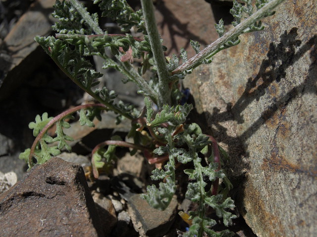pinyon gilia, Gilia ophthalmoides