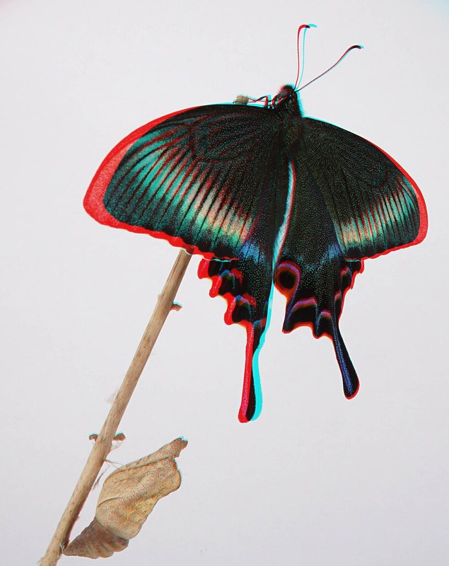 Papilio maackii, anaglyph