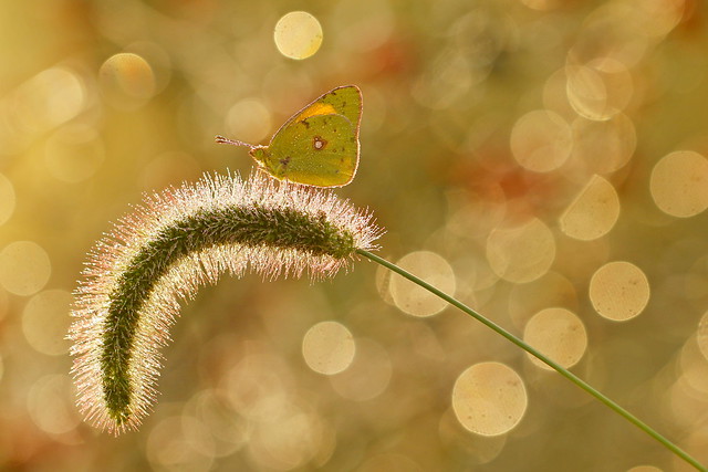 Papillon prenant la pause - Butterfly taking the break