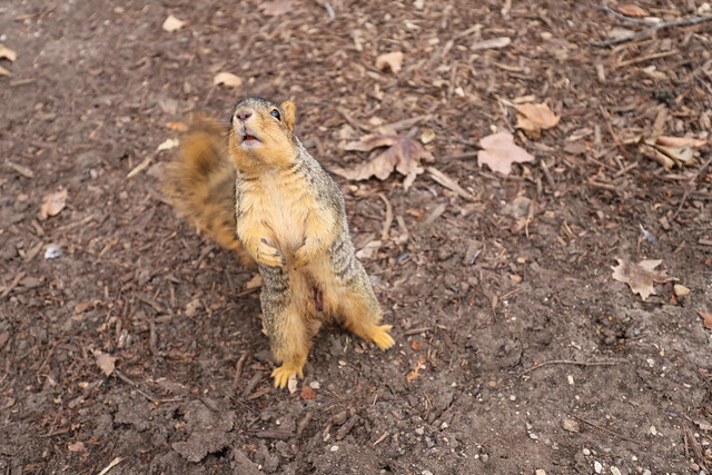 Fox Squirrels in Ann Arbor at the University of Michigan - January 16th, 2019
