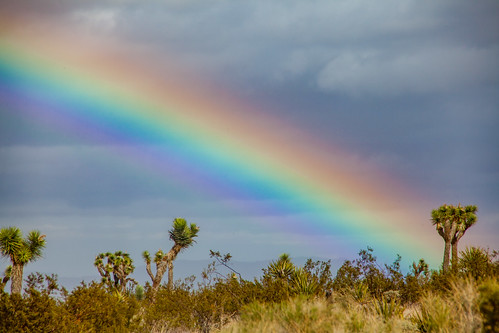 Rainbow over Joshua trees | by Joshua Tree National Park