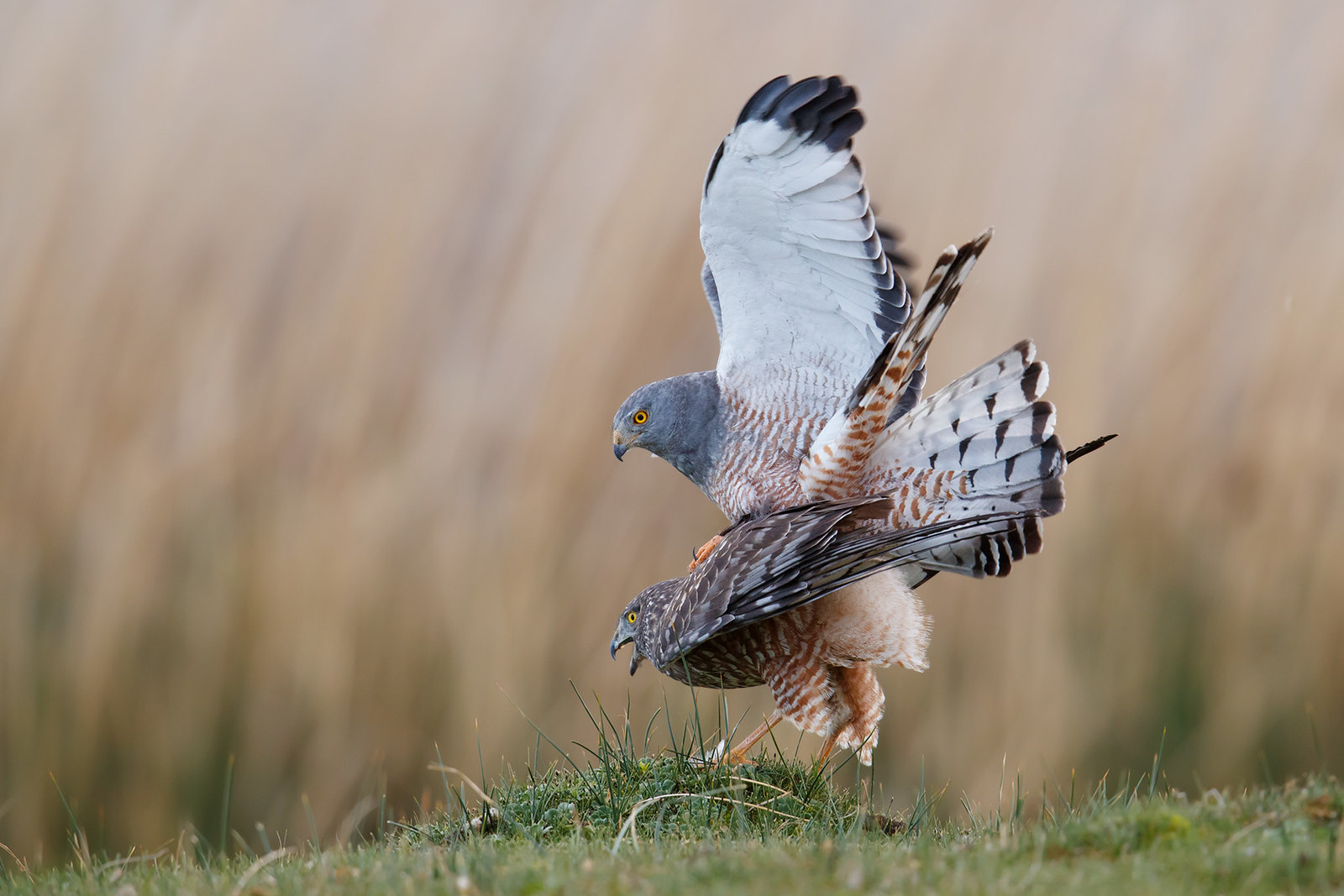 Circus cinereus | Cinereous Harrier | grå kärrhök