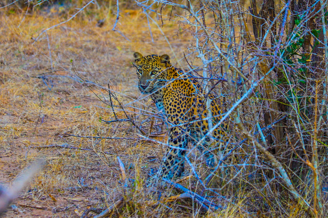 Sri Lankan leopard (Panthera pardus kotiya)