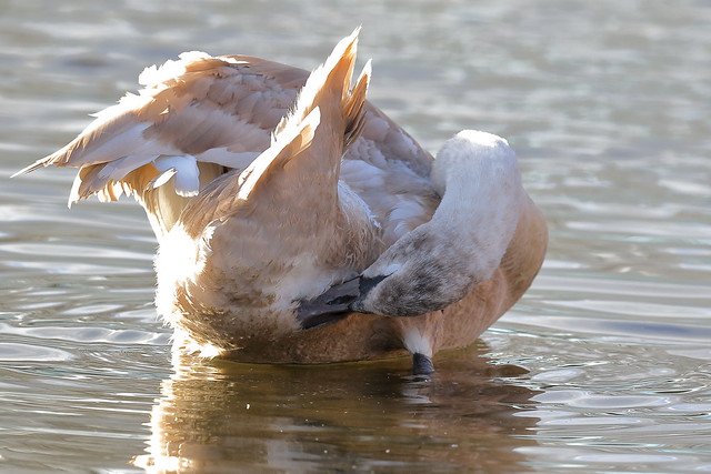 Mute Swan (Cygnus olor) - first winter