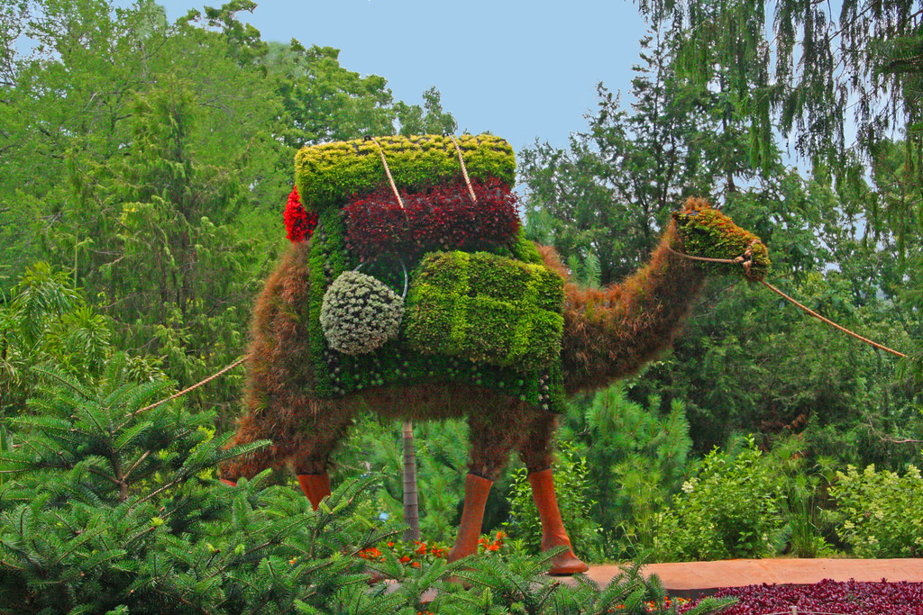 Atlanta Botanical Garden Camel With Packs Atlanta Georg Flickr