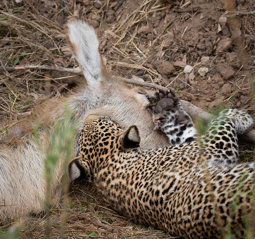 Leopard cub practicing how to kill | by stefankathman
