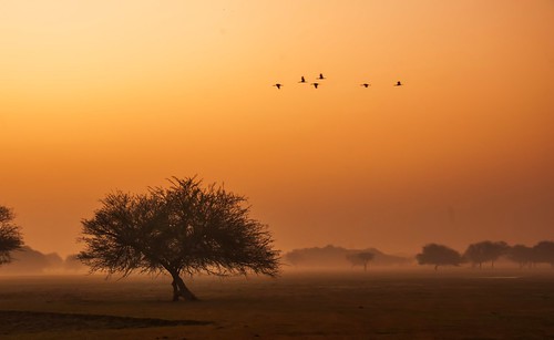 birdsinflight birds vaidyarupal rupalvaidya thol tholbirdsanctuary goldenhour morninghues morninglight orange saffron tree landscape ahmedabad gujarat india incredibleindia gujarattourism