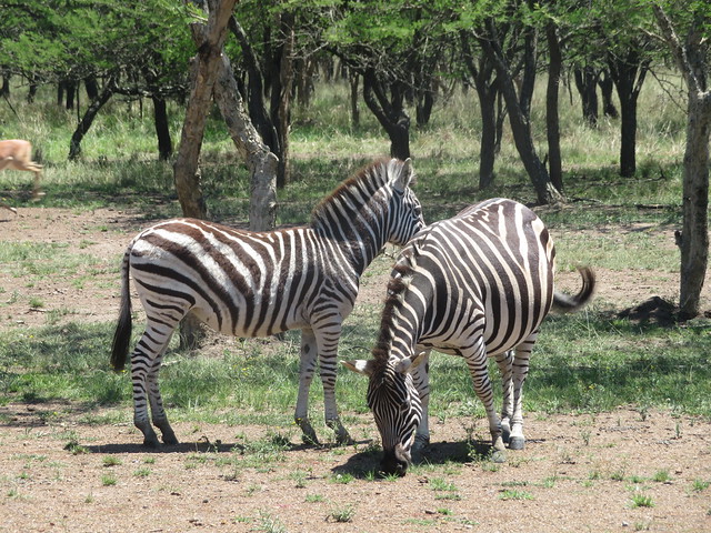 Plains zebra (Equus quagga), Emanzini Game Reserve