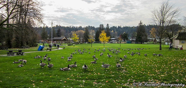 Field of geese