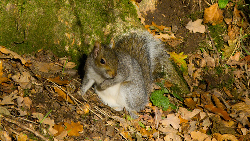 Squirrel looking round