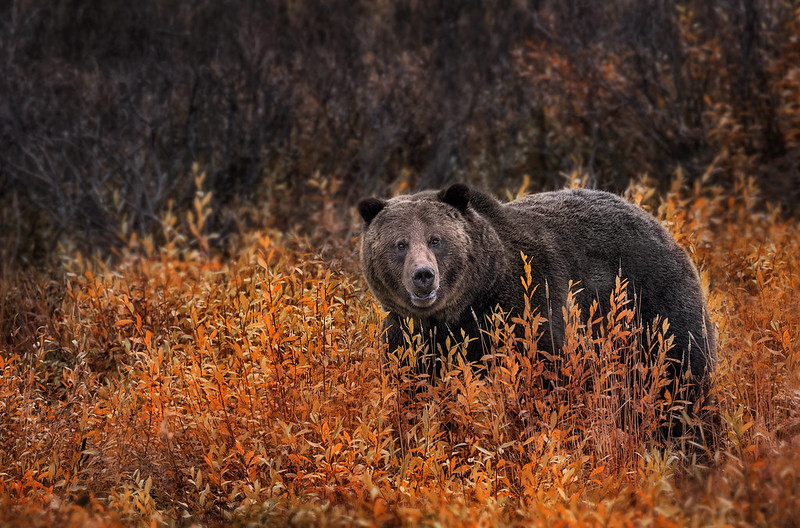 Autumn Grizzly