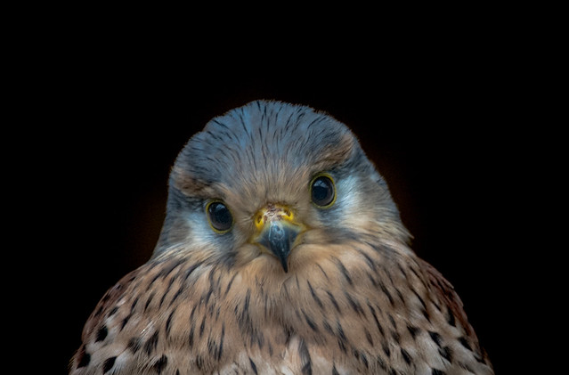 ❤️ Vörös Vércse / Common kestrel (Falco tinnunculus) ❤️