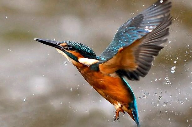 Kingfisher .....