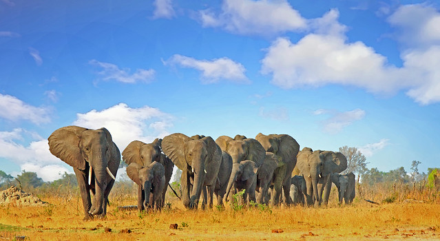 elephants and clouds Hwange National Park