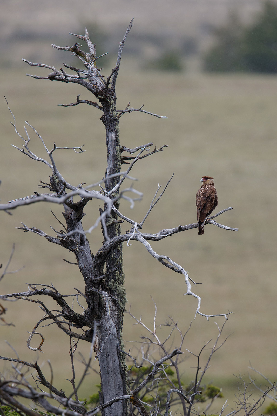 Daptrius chimango | Chimango Caracara | chimangokarakara