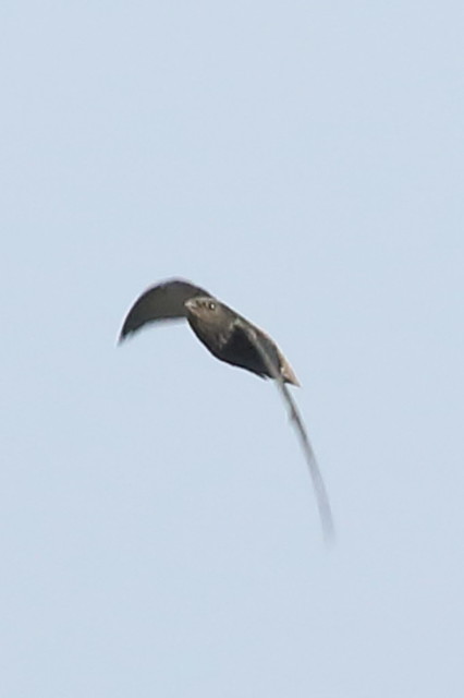 Short-tailed Swift, Gatun, Canal Zone, PA_5330(1)