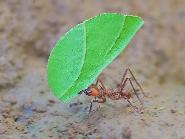 Leaf Cutter Ant with Leaf