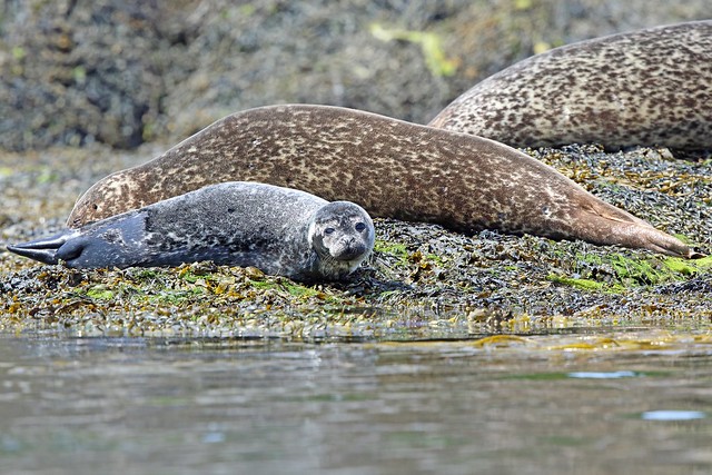 Harbour Seal, Carna Island, Argyll, Scotland